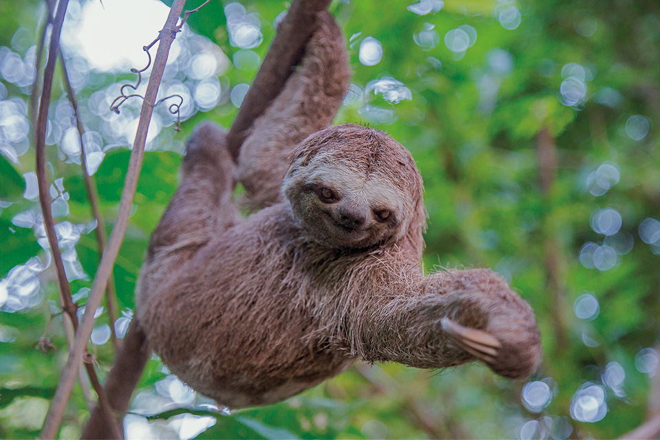 Fotografia. Um bicho-preguiça em um galho de árvore. Ele tem pelos marrons, cabeça achatada, olhos e focinhos escuros, com patas longas. Ele se segura com a pata dianteira direita no galho e com a outra, para a esquerda, onde veem-se as garras longas e finas de cor bege. Em segundo plano, outras árvores e folhas verdes.