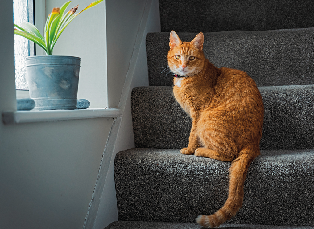 Fotografia. Em uma escadaria de cor cinza, um gato de pelos laranja, com o corpo para a esquerda, com coleira em preto. Mais à esquerda, vista parcial de janela, com vaso cinza e folhas em verde.