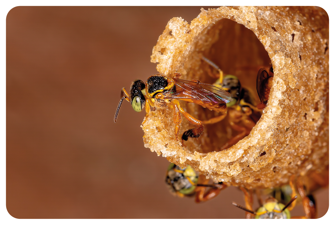 Fotografia. Em uma estrutura circular em bege-claro, várias abelhas ao redor. Elas têm o corpo preto, com contornos em amarelo. Ao fundo, tons de marrom-claro.