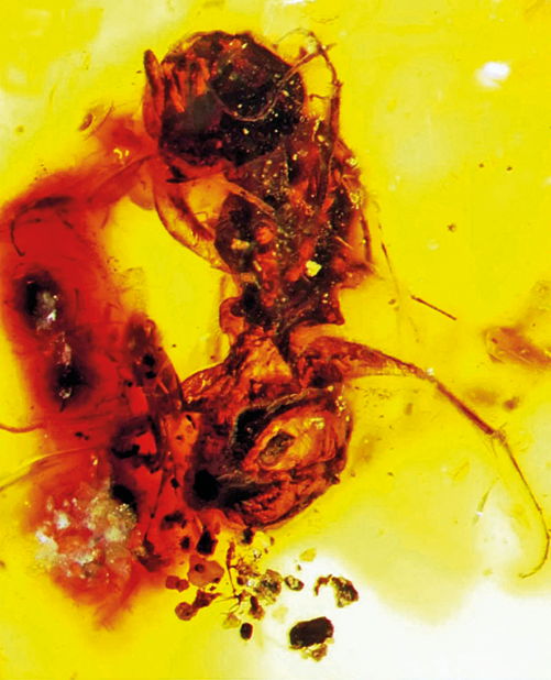 Fotografia. Em tons de amarelo-claro, um fóssil de uma abelha em marrom, com patas e antenas finas. Na parte inferior, à esquerda, pequenas esferas escuras. O fundo é em amarelo.