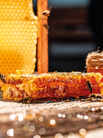 Fotografia. Na horizontal, um favo, em marrom de formato tubular coberto por mel, líquido marrom translúcido. Perto dele, uma abelha preta e na parte superior, à esquerda, duas abelhas sobrevoando e próximo, um favo na vertical.