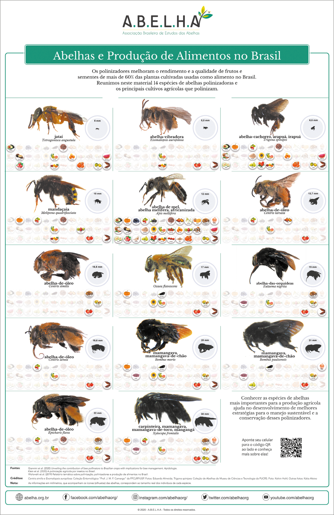 Infográfico. Texto: ABELHA – Associação Brasileira de Estudos das Abelhas. Abelhas e Produção de Alimentos no Brasil Os polinizadores melhoram o rendimento e qualidade de frutos e sementes de mais de 60% das plantas cultivadas usadas como alimento no Brasil. Reunimos neste material 14 espécies de abelhas polinizadoras e os principais cultivos agrícolas que polinizam. 1 – Jataí – Tetragonisca angustula – 6 mm (de cor marrom-claro e marrom-escuro) Frutos: abacate, melancia, pimentões, morangos e outros. 2 – Abelha-vibradora - Exomalopsis auropilosa – 5,6 mm (com corpo peludo em marrom-escuro) Frutos: goiaba, pimentões, morango e entre outros. 3 – Abelha-cachorro, arapuá, irapuã - Trigona spinipes – 6,5 mm (com corpo e asas em marrom-escuro) Frutos: Abacate, abóbora, morango, coco, pera, pimentões, tangerina, laranja, melancia e outros. 4 – Mandaçaia - Melipona quadrifasciata – 10 mm (com corpo peludo, parte inferior em listras de cor amarelo e preto e asas em marrom e par de antenas sobre a cabeça). Frutos: Abóbora, goiaba, morangos, pimentões, maçãs e outros. 5 - Abelha de mel, abelha melífera africanizada = Apis mellifera – 12 mm (corpo com pelos de cor marrom-escuro e par de asas pequena). Frutos: abacate, abóbora, açaí, cebola, coco, girassol, goiaba, laranja, maçã, melancia, morango, pera, pêssego, pimentões, tangerina e entre outros. 6 – Abelha-de-óleo - Centris tarsata – 13,7 mm (abelha coberta por pelos em marrom-claro e par de asas da mesma cor). Frutos: Goiaba, morangos, caju e outros. 7 – Abelha-de-óleo - Centris similis – 16,6 mm (corpo com pelos em marrom claro à frente e atrás em marrom-escuro). Frutos: Tomate, maracujá e outros. 8 – Oxaea flavescens – 17 mm (corpo com pelos em marrom-claro, olhos escuros e par de antenas pequenas) Frutos: Abóbora, berinjela, girassol, goiaba, tomate, maracujá e outros. 9 – Abelha-das-orquídeas - Eulaema nigrita – 19 mm (corpo coberto com pelos pretos e par de asas em marrom pequeno). Frutos: goiaba, tomate, maracujá e outros. 10 – Abelha-de-óleo - Centris aenea – 19,6 mm (corpo coberto com pelos em marrom e par de antenas pequeno) Frutos: Goiaba, tomate e outros. 11 – Mamangava, mamangava-de-chão - Bombus morio – 20 mm (corpo em marrom-escuro, ponta inferior em laranja e no dorso, par de asas finas em marrom-claro). Frutos: Abóbora, berinjela, girassol, goiaba, maracujá, tomate e outros. 12 – Mamangava, mamangava-de-chão - Bombus pauloensis – 21 mm (corpo coberto por pelos pretos e asas em preto com contornas nas pontas em marrom. Frutos: pera, tomate, maracujá, berinjela e outros. 13 – Abelha-de-óleo - Epicharis flava – 22 mm (corpo coberto com pelos em marrom-claro e asas em preto). Frutos: goiaba, tomate, maracujá e outros. 14 – carpinteira, mamangava, mamangava-de-toco, mangangá - Xylocopa frontalis – 30 mm (corpo coberto por pelos pretos e da mesma cor, par de asas). Frutos: abóbora, goiaba, tomate, maracujá, cebola e outros. Texto: Conhecer as espécies de abelhas mais importantes para a produção agrícola ajuda no desenvolvimento de melhores estratégias para o manejo sustentável e a conservação desses polinizadores. Aponte seu celular para o código QR ao lado e conheça mais sobre elas! À direita, imagem do QR code. Na ponta inferior, símbolos e links para redes sociais e site.