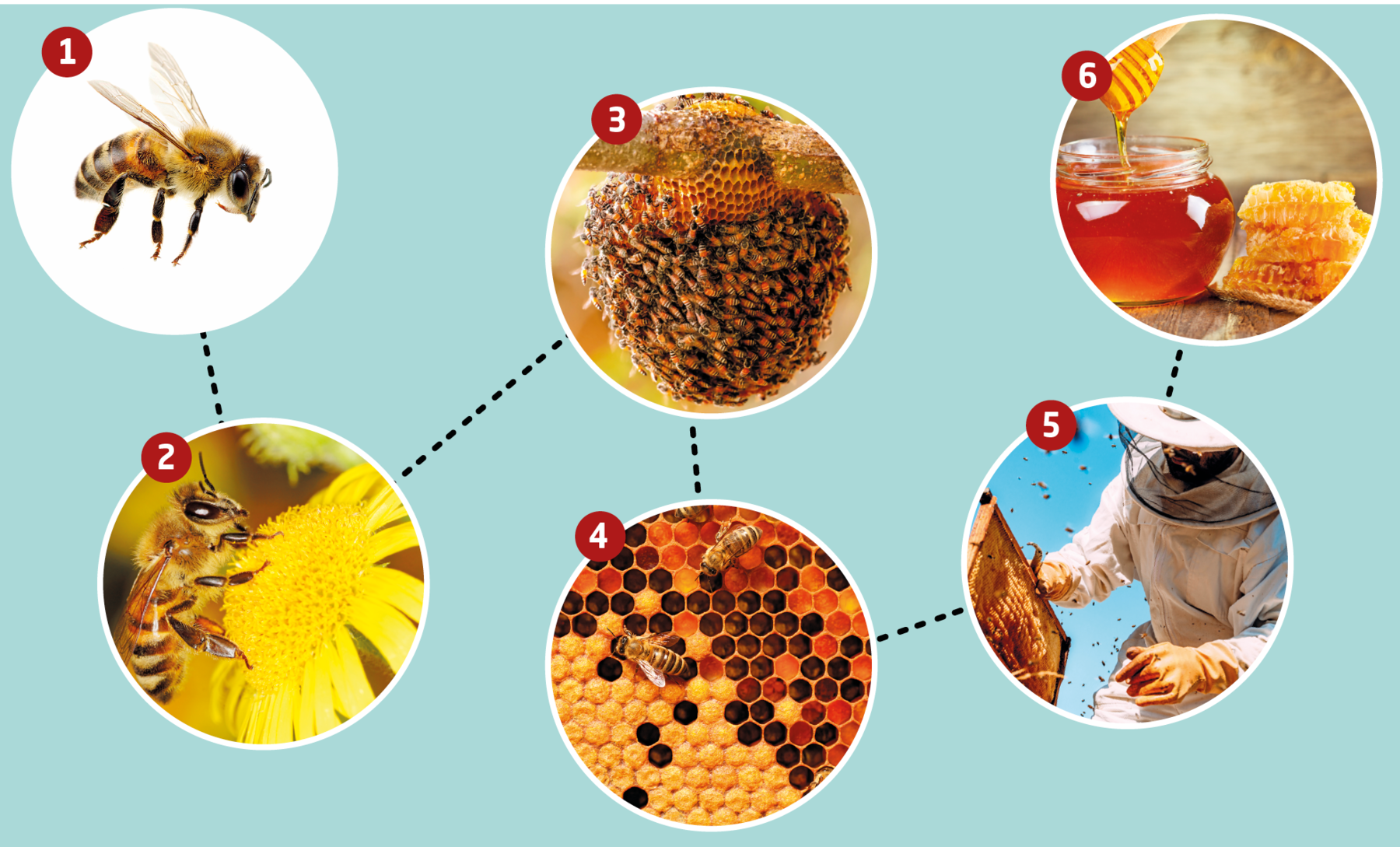 Infográfico. Seis fotos conectadas:  
1 – Uma abelha de tamanho médio de corpo em amarelo e par de asas translúcidas no dorso. 
2 – Uma abelha em amarelo e preto, sobre uma flor de pétalas em amarelo-claro.  
3- Colmeia, estrutura em tom de amarelo com furos e no entorno e com várias abelhas. 
4 – Uma colmeia com partes em marrom-escuro e duas abelhas em amarelo e preto. 
5- Uma pessoa vista parcialmente, de roupa branca e luvas em amarelo, segurando na mão esquerda, um caixote em marrom com muitas abelhas. Ao fundo, céu em azul-claro. 
6- Um recipiente redondo com mel marrom dentro e perto, uma colher de madeira redonda por onde é derramado o mel. À direita, pedaços de favo, estruturas em bege-claro.