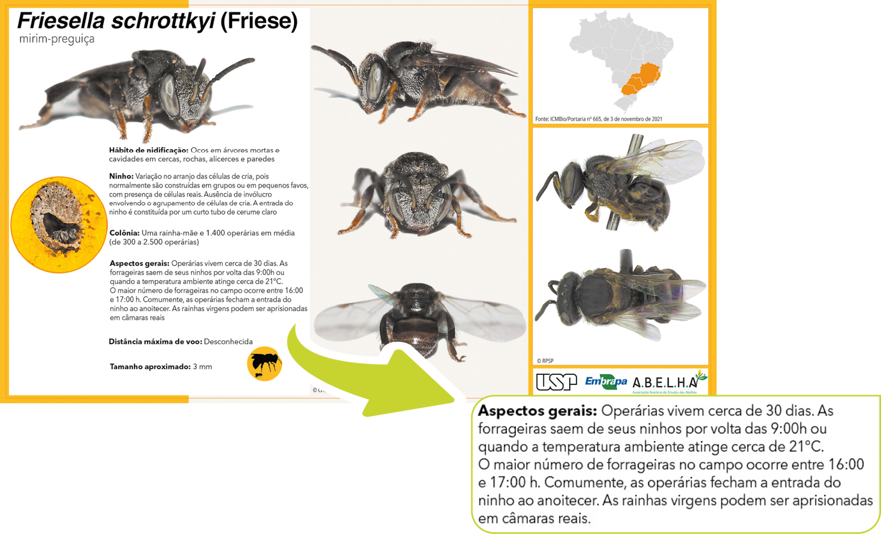 Infográfico. Friesella schrottkyi (Friese) Mirim-preguiça Fotografia. Abelha de corpo de tamanho médio, com a cabeça para frente e par de antenas e corpo coberto por pelos marrons. Fotografia. Colmeia arredondada em bege-claro e ao redor, abelhas. Fotografia. Abelha descrita anteriormente com a cabeça para a esquerda, com par de antenas e sobre o dorso, par de asas em marrom. Fotografia. Abelha com a cabeça para frente, par de antenas e ao redor, patas finas em tons de marrom. Fotografia. Abelha vista de costas, corpo arredondado marrom-escuro e sobre o dorso, par de asas translúcidas. Ilustração. Mapa do Brasil em cinza, com estados do sudeste e do Paraná em destaque em laranja. Fotografia. Abelha vista frontalmente, com a cabeça para a esquerda, par de antenas e no dorso, par de asas translúcidas com as pontas arredondadas. Fotografia. Abelha vista de cima para baixo, de corpo em marrom-escuro, com par de asas em branco e à esquerda, cabeça achatada e par de asas. Texto em destaque. Aspectos gerais: Operárias vivem cerca de trinta dias. As forrageiras saem de seus ninhos por volta das nove horas ou quando a temperatura ambiente atinge cerca de vinte e um graus. O maior número de forrageiras no campo ocorre entre dezesseis e dezessete horas. Comumente, as operárias fecham a entrada do ninho ao anoitecer. As rainhas virgens podem ser aprisionadas em câmaras reais.