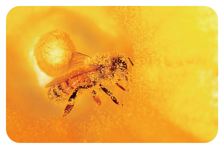 Fotografia. Abelha em marrom, com patas e antenas finas coberta de pólen. Fundo amarelo. Na parte inferior, à esquerda, pequenas esferas escuras.