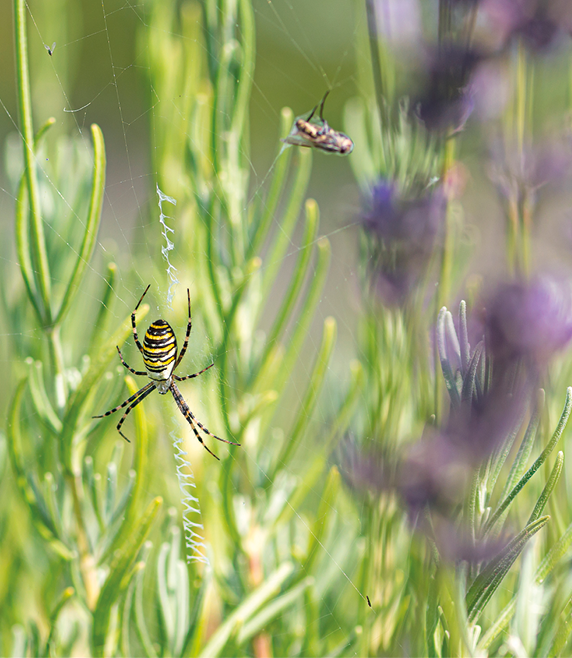 Fotografia. Vegetação rasteira de cor verde e pétalas pequenas em roxo. Entre as plantas, uma aranha na vertical em preto e listras na horizontal em amarelo e patas finas longas, em preto e amarelo.