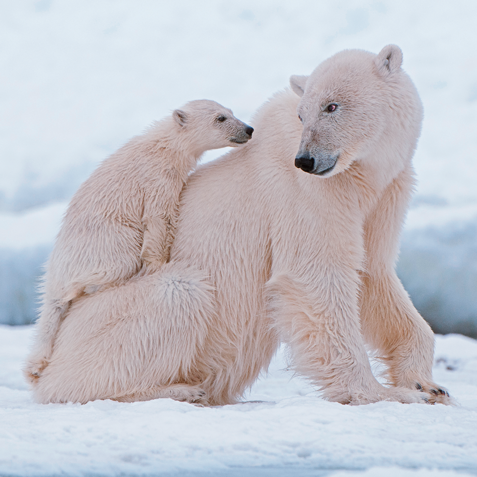 Fotografia. Em local com gelo em branco, um urso polar de pelos brancos, grande e um filhote sobre o dorso dele. O urso grande, olha para trás, em direção ao filhote. Ao fundo, lugar com mais solo em gelo branco.