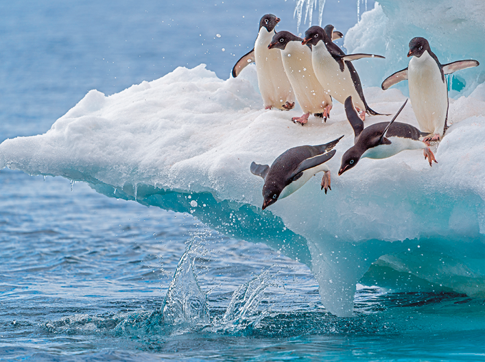 Fotografia. À direita, uma grande parte de gelo branco, onde há quatro pinguins em pé e outros dois saltando para baixo, em direção ao oceano em azul. Eles têm o dorso em preto e na parte inferior, em branco.