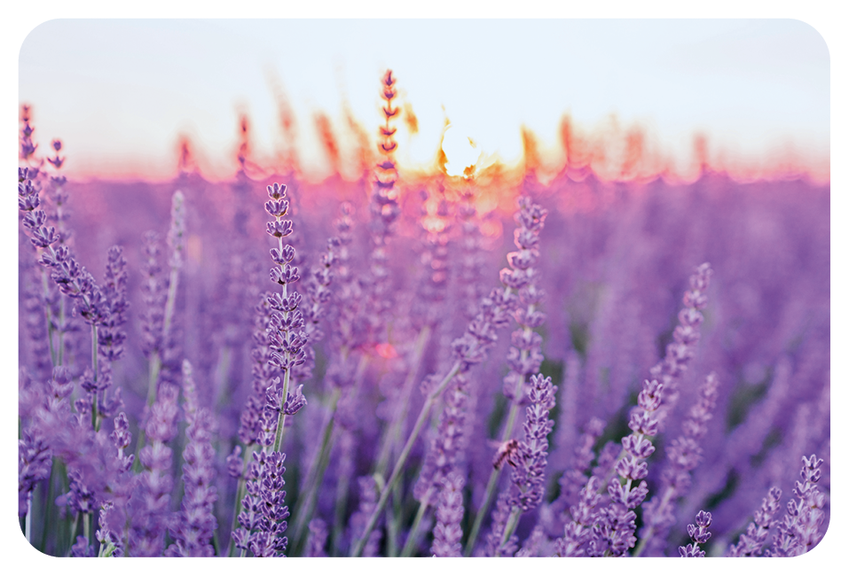 Fotografia. Vista geral de local com campo de lavanda, plantas de flores em tons de lilás. No alto, céu em azul-claro.