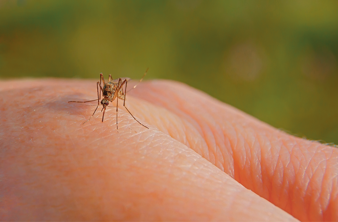 Fotografia. Foco em mão de pessoa, com um mosquito acima em tons de marrom-escuro, de patas longas e finas. Ao fundo, paisagem desfocada em verde.