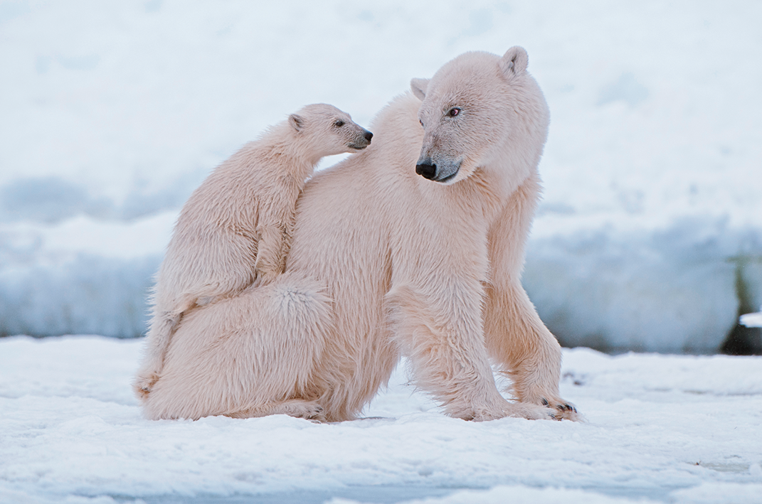 Fotografia. Em local com gelo em branco, um urso polar de pelos brancos, grande e um filhote sobre o dorso dele. O urso grande, olha para trás, em direção ao filhote. Ao fundo, lugar com mais solo em gelo branco.