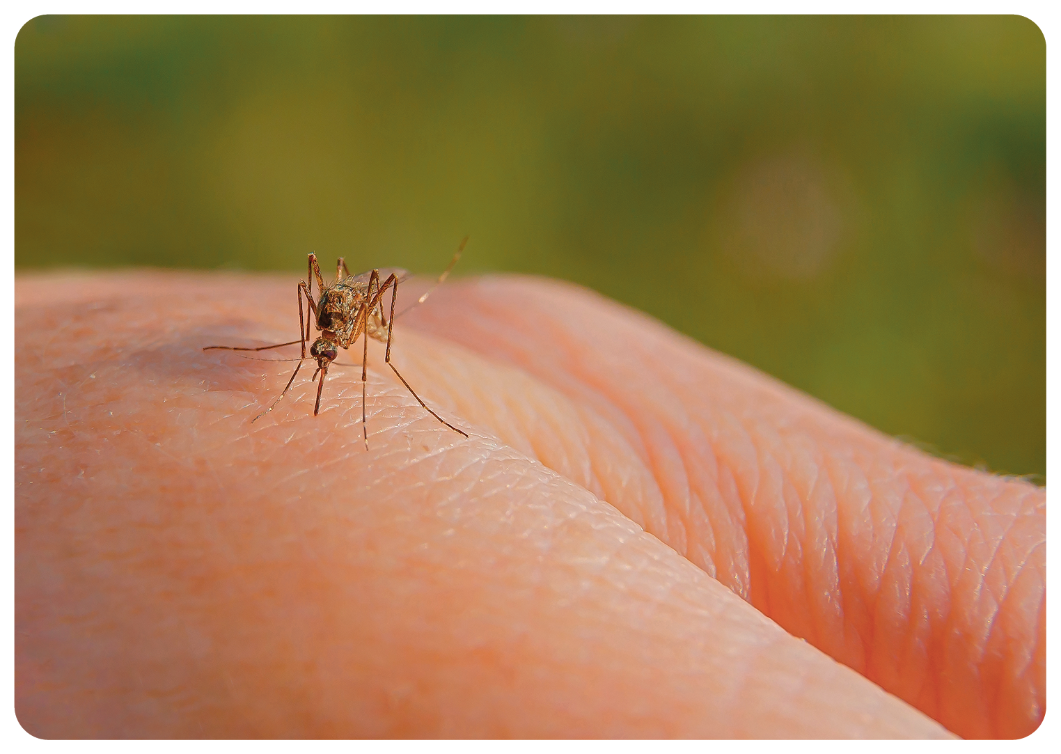 Fotografia. Foco em mão de pessoa, com um mosquito acima em tons de marrom-escuro, de patas longas e finas. Ao fundo, paisagem desfocada em verde.