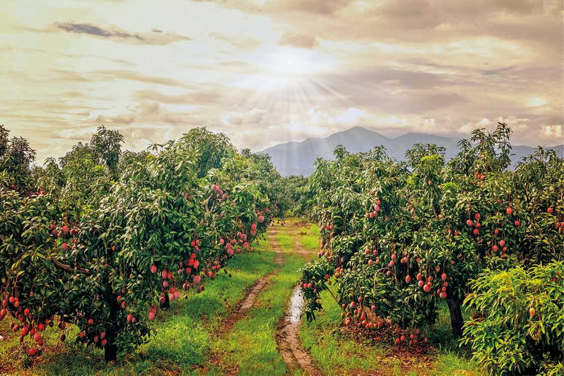 Fotografia. Vista geral de local com solo ao centro, com vegetação rasteira em verde. À esquerda e à direita, árvores de folhas verdes com frutos redondos em vermelho. Na parte superior, céu e nuvens brancas e ao centro, luz solar. Em segundo plano, morros escuros.