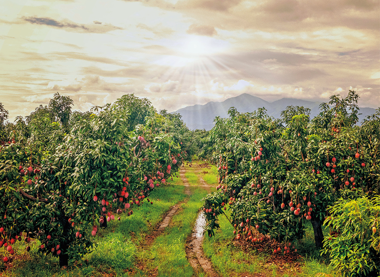 Fotografia. Vista geral de local com solo ao centro, com vegetação rasteira em verde. À esquerda e à direita, árvores de folhas verdes com frutos redondos em vermelho. Na parte superior, céu e nuvens brancas e ao centro, luz solar. Em segundo plano, morros escuros.