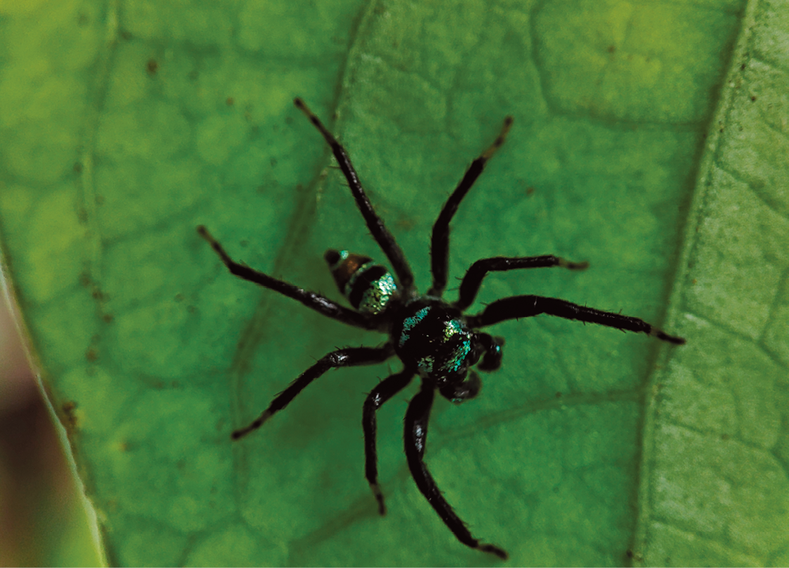 Fotografia. Vista do alto de uma folha verde com uma aranha preta por cima. Ela tem tamanho médio, com oito patas alongadas.