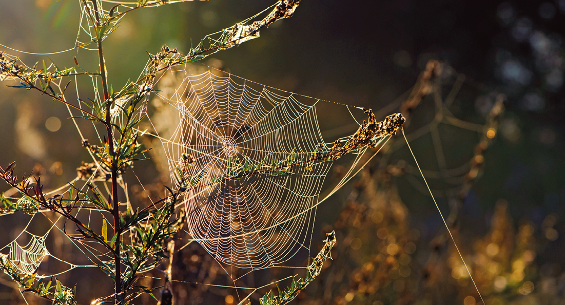 Fotografia. Entre galhos finos em marrom e folhas pequenas em verde. Ao centro, uma teia de aranha de cor branca fina. Ao fundo, floresta com troncos e vegetação.