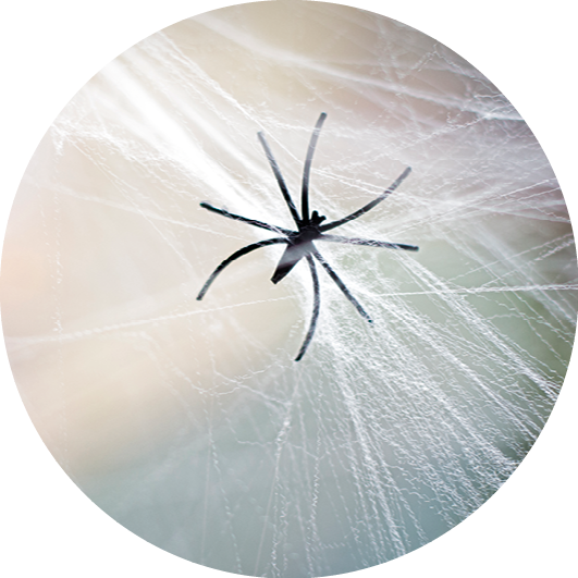Fotografia. Vista do alto de uma aranha de tamanho médio, em preto, com oito patas longas, sobre uma teia com emaranhado de linhas brancas. Ao fundo, céu em tons de cor cinza.