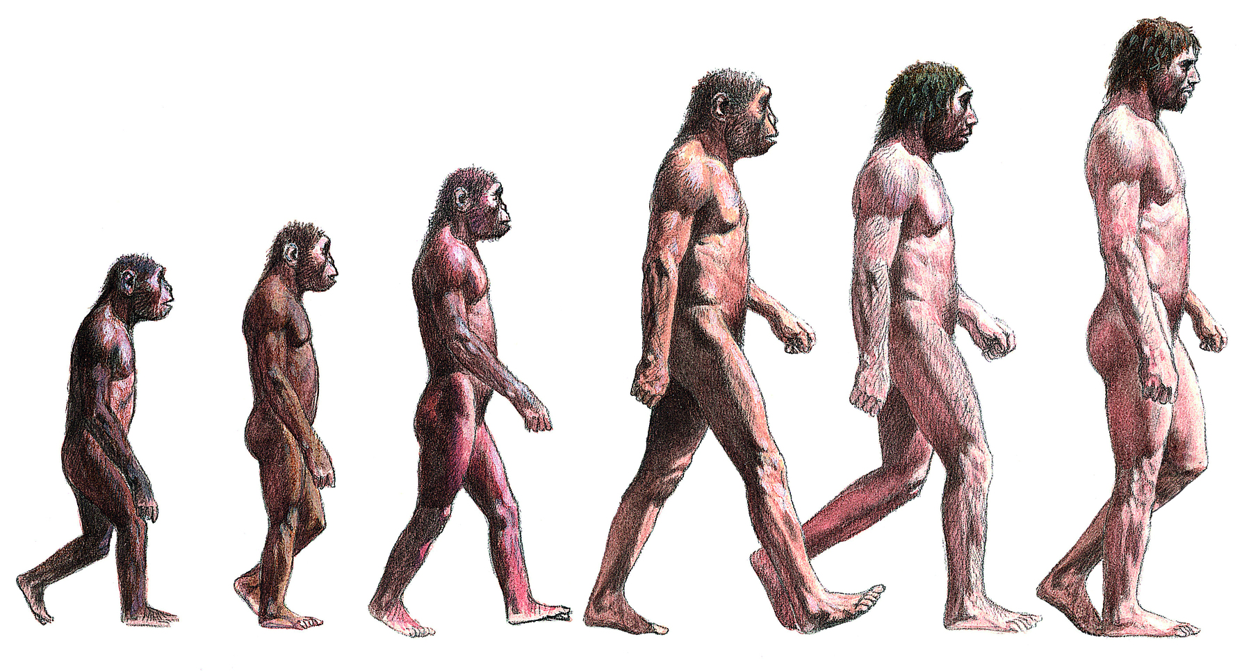 Ilustração. Evolução do Homo sapiens em seis fases. Da esquerda para a direita: uma criatura baixa, peluda, ligeiramente encurvada e com rosto semelhante ao chimpanzé; ser com feições semelhantes ao anterior, porém um pouco mais alto; ser semelhante ao anterior, um pouco mais alto, com menos pelos; ser mais alto que o anterior, com menos pelos e com postura mais ereta; ser com altura semelhante ao anterior, feições mais próximas as do ser humano e com menos pelos; ser humano, mais alto que o ser anterior, com menos pelos e com a coluna mais ereta.