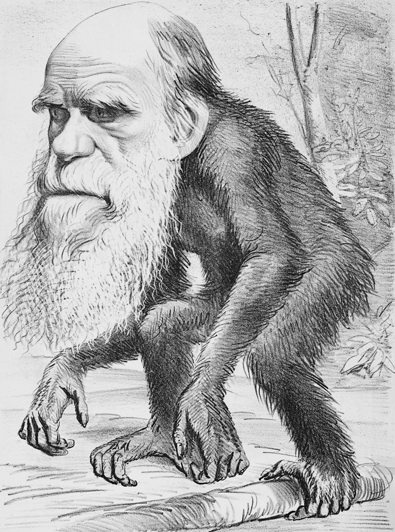 Caricatura em preto e branco. Criatura com cabeça de um homem calvo com barba branca longa e  corpo de um chimpanzé.