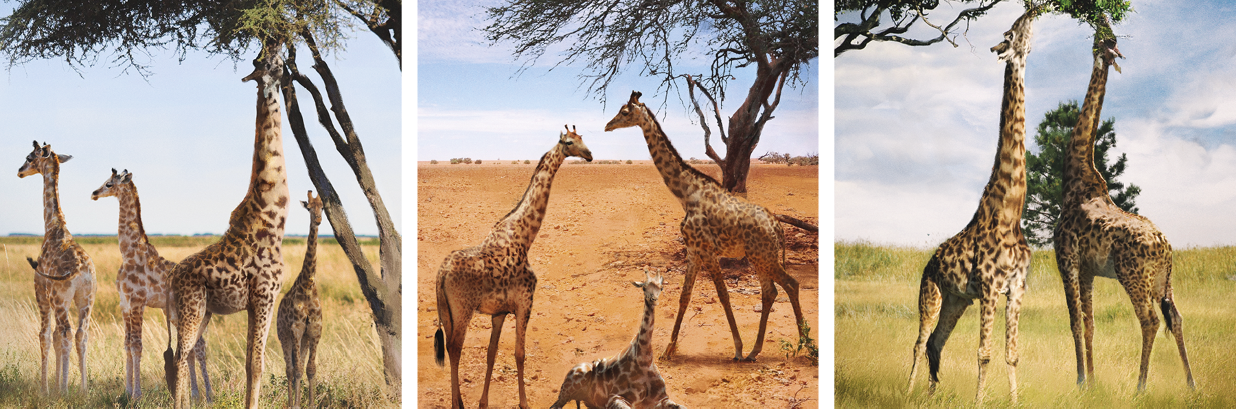 Ilustração em três quadros. Quadro 1: girafa maior estica o pescoço para comer as folhas no alto de uma árvore enquanto outras três girafas menores estão ao seu redor.
Quadro 2: Duas girafas maiores e uma menor próximas a uma árvore. Quadro 3: Duas girafas maiores comendo folhas do alto de uma árvore.