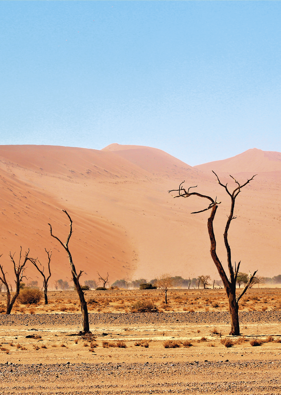 Fotografia. Em primeiro plano, área desértica, de solo argiloso, coberta de areia, com poucas árvores sem folhas e poucos arbustos. Ao fundo, dunas de areia e o céu azul.