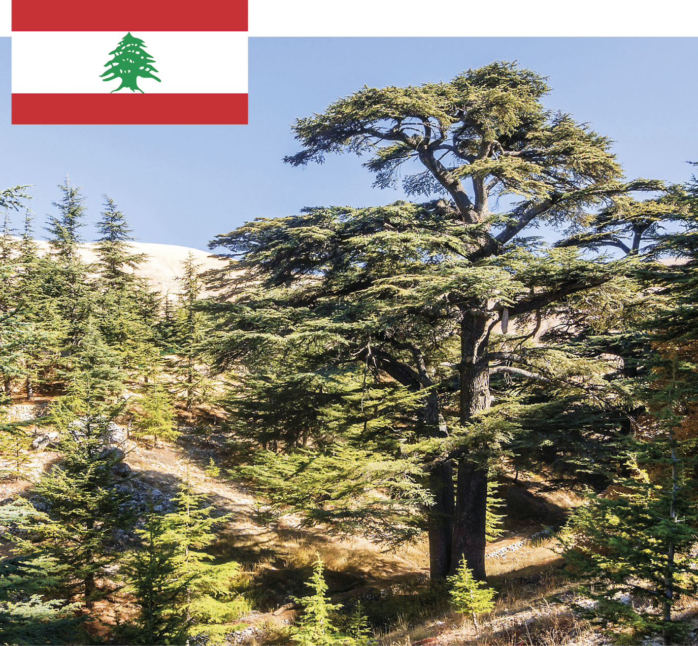 Fotomontagem. Na imagem principal, fotografia de uma floresta com diversas árvores. Em primeiro plano, uma árvore de troncos médios e muitos galhos com folhas verdes, que formam diversos patamares. Ao fundo, céu azul. No canto superior esquerdo, sobreposta à fotografia, uma ilustração representando a bandeira do Líbano. A bandeira é composta por três faixas horizontais, sendo a superior e a inferior menores e vermelhas e a do meio maior e branca, com o desenho de uma árvore verde no centro. A árvore da bandeira apresenta características semelhantes as da árvore da fotografia.