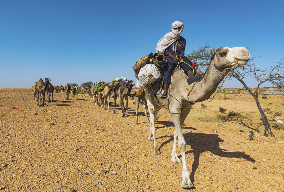 Fotografia. Camelos caminham em uma área de aspecto seco, com terra marrom e pequenos e poucos arbustos e uma árvore sem folhas. Alguns animais carregam pacotes. À frente, um homem com calça azul, camisa roxa e um tecido cobrindo a cabeça está montado em um camelo, guiando o grupo.