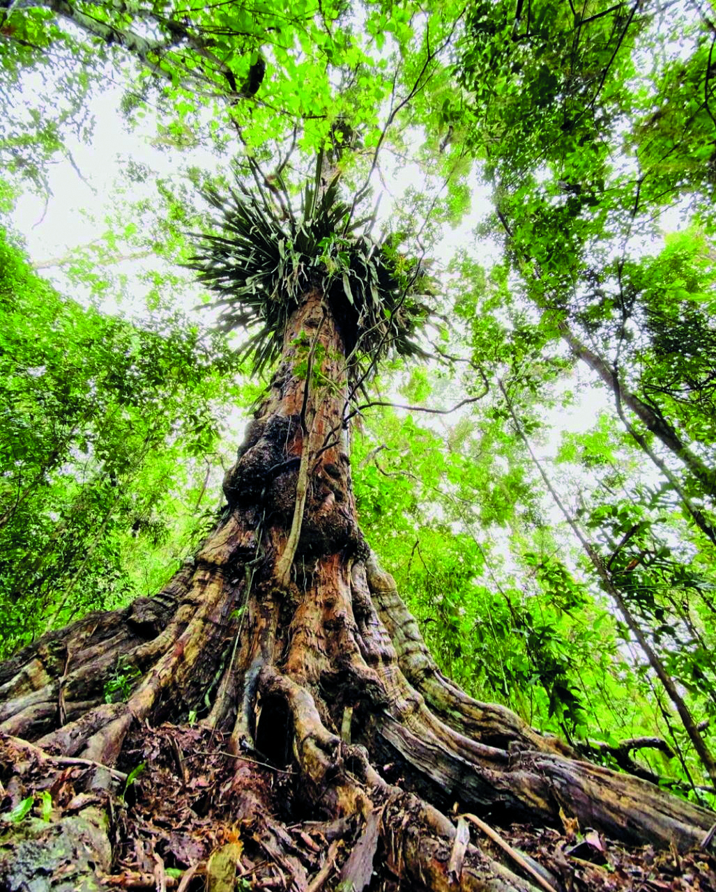 Fotografia. Árvore vista de baixo, com tronco alto e muitas raízes expostas. Seu tronco possui alguns espinhos. No alto, aparecem as copas das outras árvores.