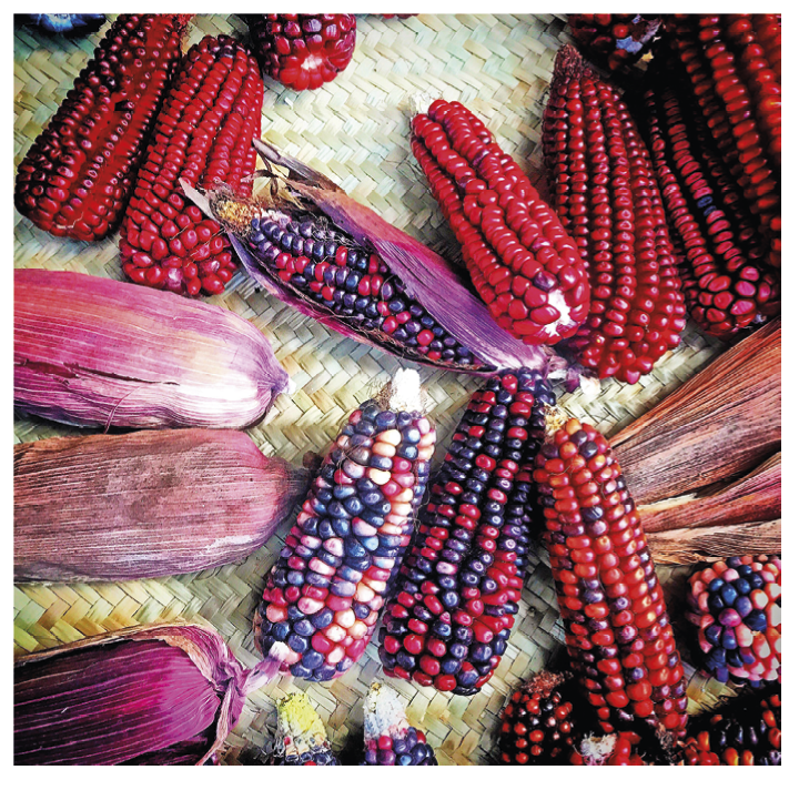 Fotografia. Espigas de milho com palha roxa e grãos vermelhos e roxos.