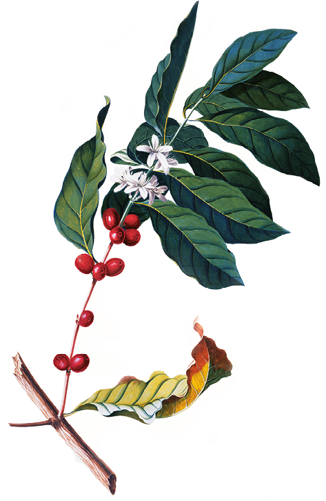 Ilustração. Desenho de um ramo de café: planta de caule fino, folhas verdes, pequenos frutos vermelhos redondos e algumas flores brancas.
