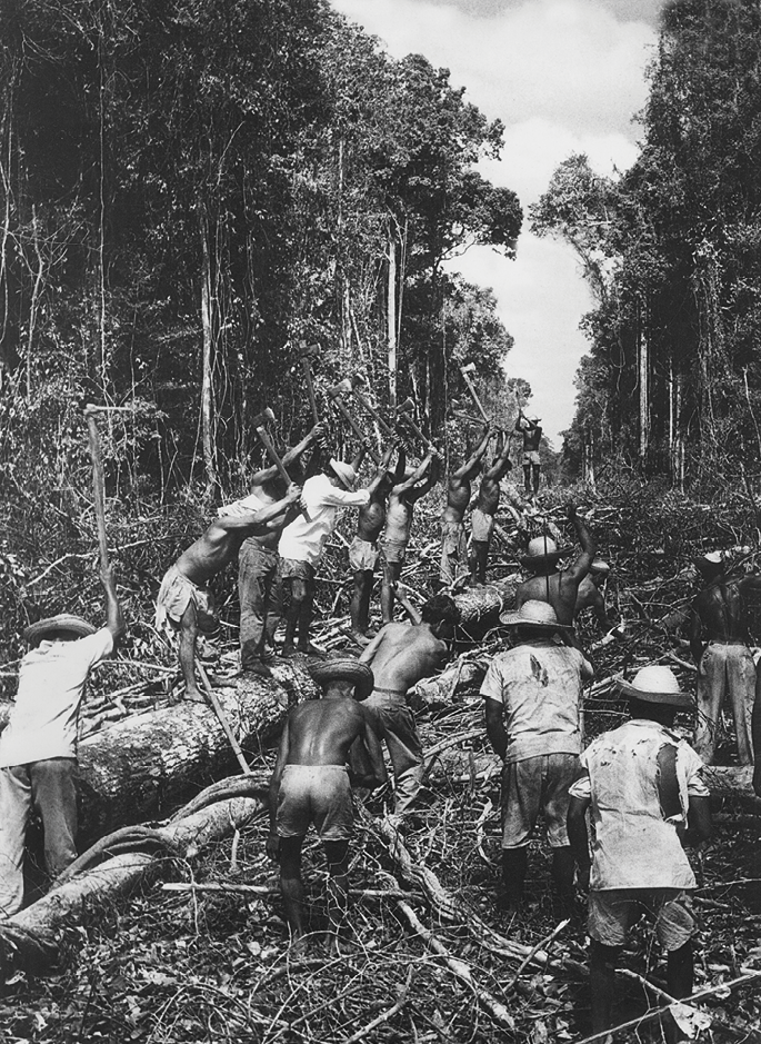 Fotografia em preto e branco. Homens derrubando as árvores em uma floresta.